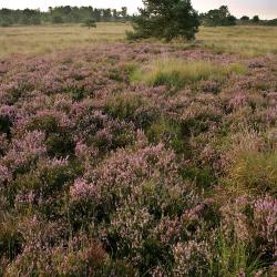 De "purperen hei" dankt zijn faam aan de uitbundige bloei van Struikhei (Kalmthoutse Heide).