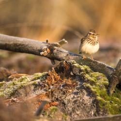 Uitgestrekte, open heideterreinen met korte vegetatie en verspreide bomen zijn het favoriete broedbiotoop van de Boomleeuwerik.