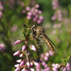 Veel roofvliegensoorten zijn warmteminnend. Droge heideterreinen zijn zeer zijk aan soorten, waaronder de Ringpootroofvlieg Machimus cingulatus.