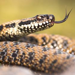Adder
