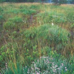 Natte heide met o.a. Gewone dophei, Gagel, Veenpluis en Pijpenstrootje (Buitengoor te Mol).
