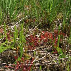 Plagplekken in de natte heide met pioniersoorten als Moeraswolfsklauw en Kleine zonnedauw worden tot habitattype 7150 gerekend.