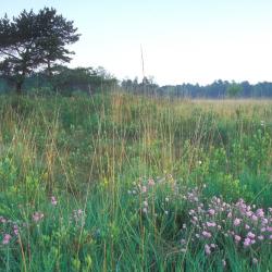 Natte heide met Dopheide en Gagel