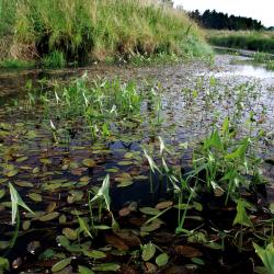 Traag stromende laaglandbeek met Pijlkruid en Drijvend fonteinkruid (middenloop Zwarte Beek).