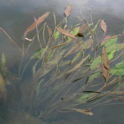 Rivierfonteinkruid