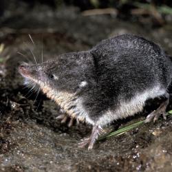 Waterspitsmuis
