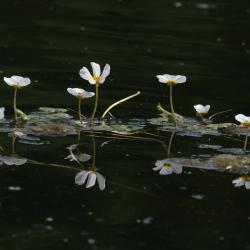 Grote waterranonkel