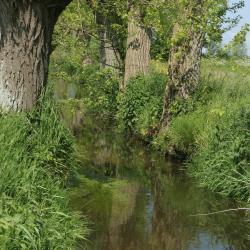 Bornebeek