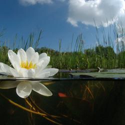 Waterplassen