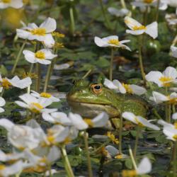 Groene kikker tussen Grote waterranonkel