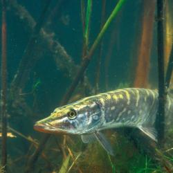 Snoek
