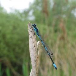 De Variabele waterjuffer is een bedreigde waterjuffer van dit habitattype.