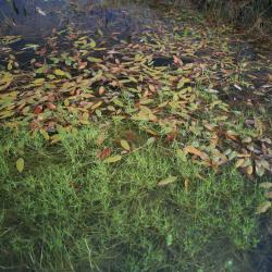 Het open water wordt gedomineerd door Duizenknoopfonteinkruid en/of Vlottende bies.