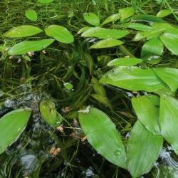 Ongelijkbladig fonteinkruid is een bedreigde waterplant van mesotrofe vennen. Op de achtergrond: Vlottende bies.