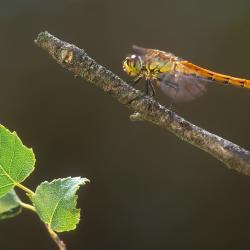 Kempense heidelibel