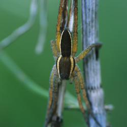 Gerande oeverspin