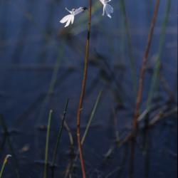 Waterlobelia