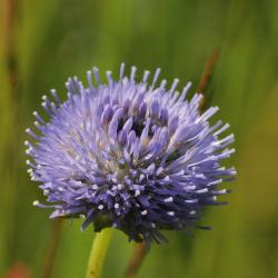 Zandblauwtje