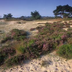 Kalmthoutse Heide