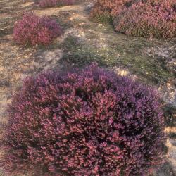 Kalmthoutse Heide