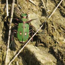 Groene zandloopkever 