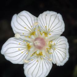 Parnassia