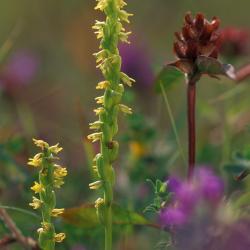 Honingorchis komt in heel Vlaanderen alleen nog aan de Westkust voor.