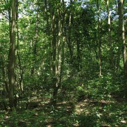 Abelen-Iepenbos in de duinbossen van De Haan