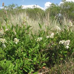Wilde liguster is een typische plant van duinstruwelen en open duinbossen.