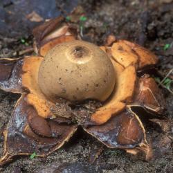 Gekraagde aardster