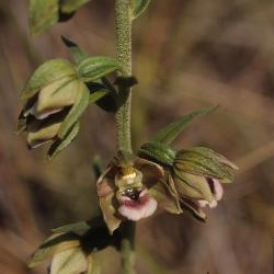 Duinwespenorchis
