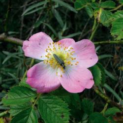 In de duinen groeien verschillende soorten wilde rozen. De Egelantier (hier met een boktor) is gemakkelijk te herkennen aan de blaadjes, die bij kneuzing naar zure appels ruiken.