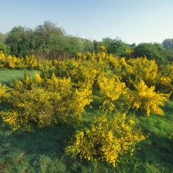 Bremstruwelen ontstaan op verstoorde en verruigde, ontkalkte duinen (d'Heye, Bredene / De Haan).
