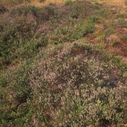 Ontkalkte duinen met Struikhei zijn bijzonder zeldzaam en beperkt tot de oudste duinen van onze Vlaamse kust (d'Heye, Bredene).