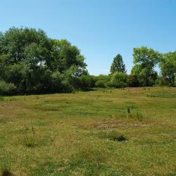 duingrasland te Koksijde