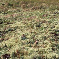 Cabourduinen (Adinkerke)