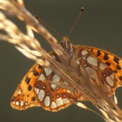 Op Duinviooltje leven de rupsen van de Kleine parelmoervlinder.