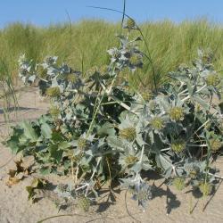 Blauwe zeedistel is een wettelijk beschermde plant van de Schermbloemfamilie en pronkstuk van het zeereepduin.