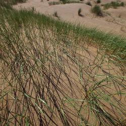 Zeebermduinen, Koksijde