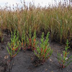 Zilte rus-vegetatie met op de voorgrond slik begroeid met Zeekraal