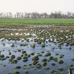 Lissewege