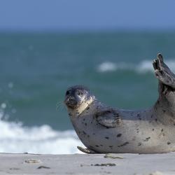 Gewone zeehond