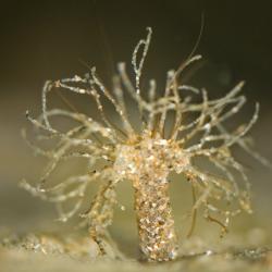 Scheldekokerworm 