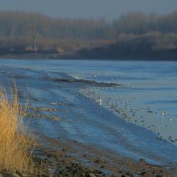 Zeeschelde