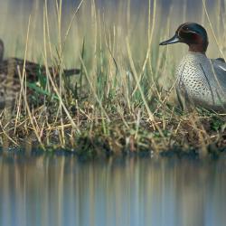 Wintertaling (c) Yves Adams