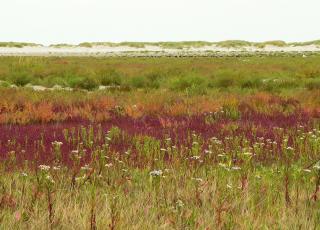 Strandreservaat De Baai © Marc Leten