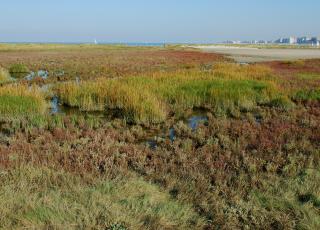 Baai met slik en schor © Marc Leten