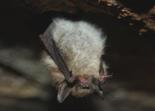 baardvleermuis (c) Joachim De Maeseneer
