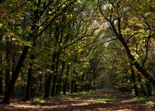 Donderslag  © Kris Thijs
