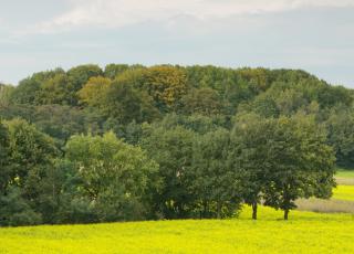 Chartreuzenbos © Tom Linster